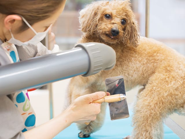 オーナーと犬