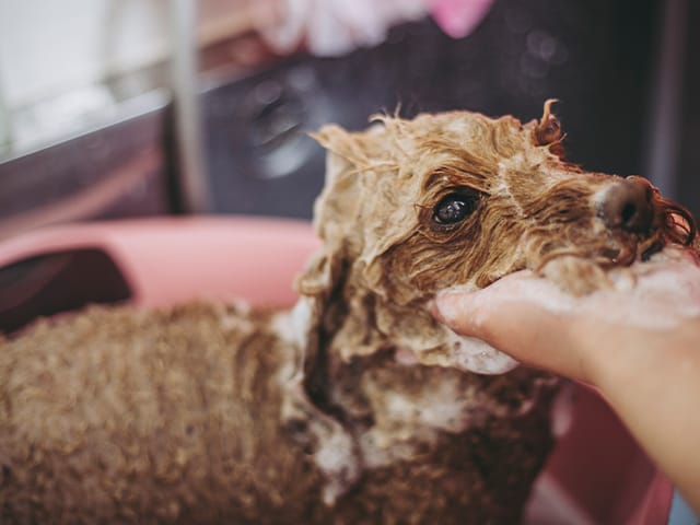 シャンプー中の犬