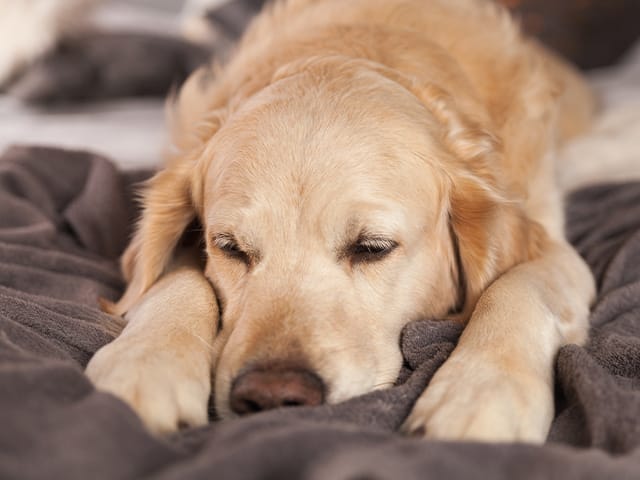 眠っている犬