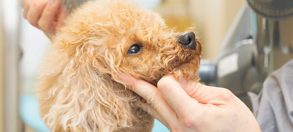 メニュー 料金 福井市板垣の犬の美容室 プリティドッグ