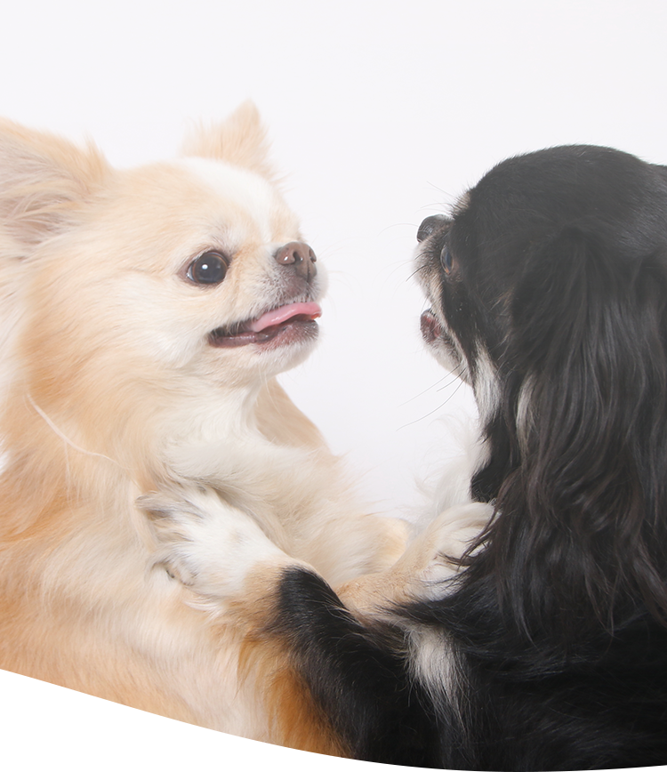 PRETTY DOG（プリティドッグ）