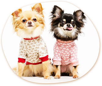 小型犬