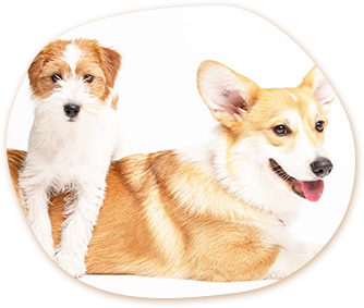 中型犬