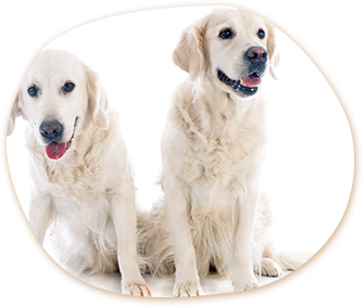 大型犬
