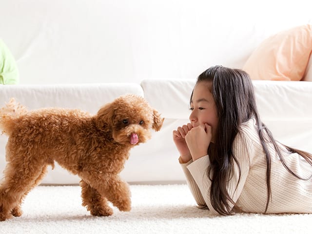 子どもと犬